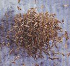 JT Kräuter Kümmel.jpg